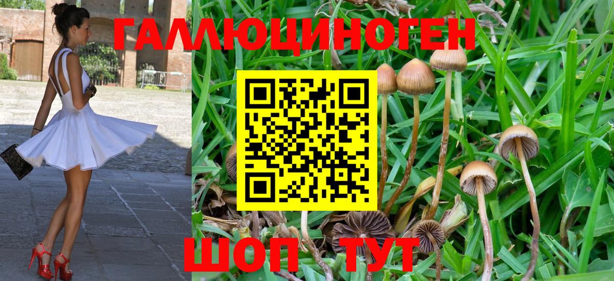 Псилоцибиновые грибы Cubensis Серпухов